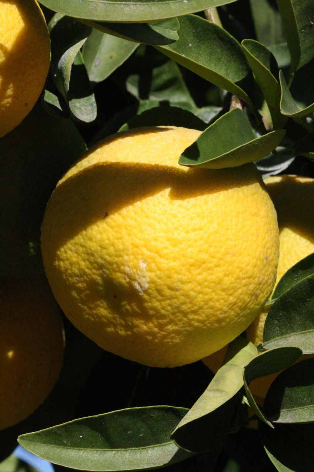              Fruit (Goutoucheng, Riverside, CA)       